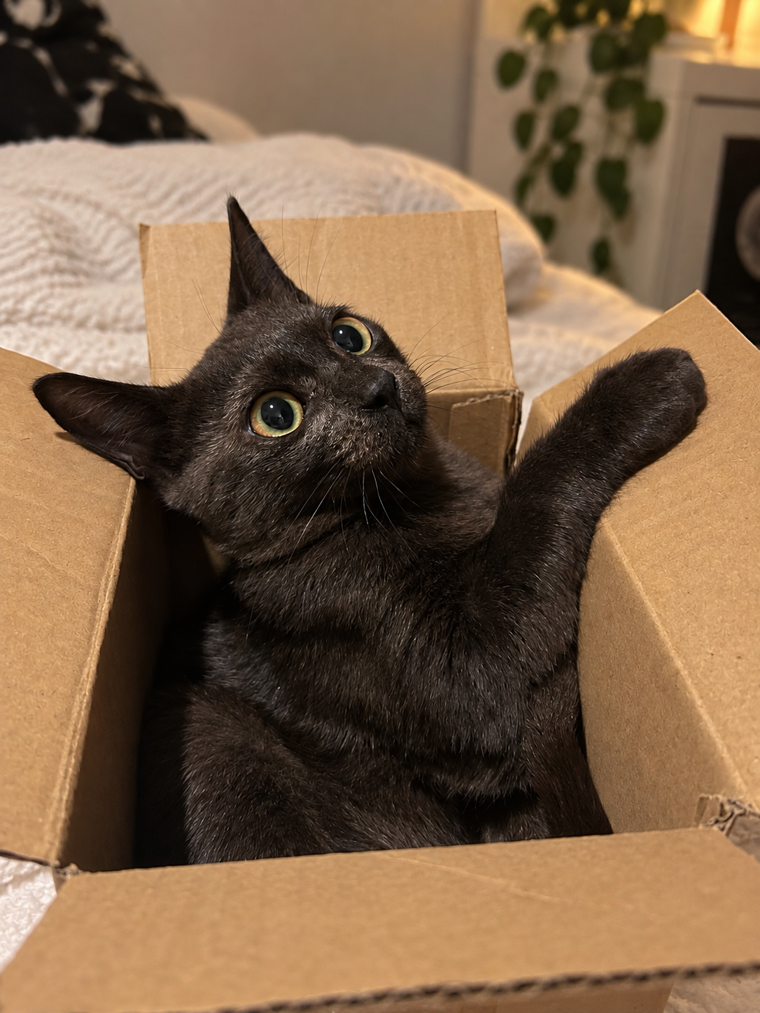 Gato preto dentro de uma caixa de papelão