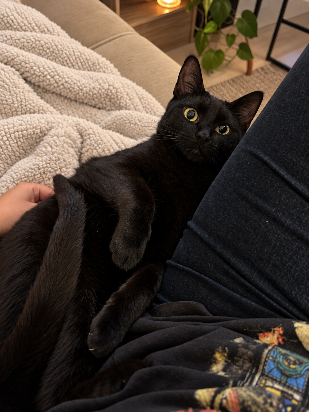 Gato preto deitado no colo de uma pessoa em casa